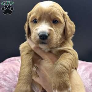 Cassie, Mini Goldendoodle Puppy